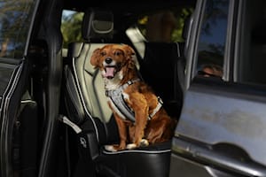 10 Best Cars For Dog Owners